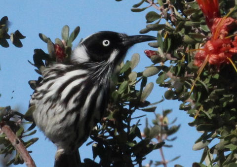 Esperance Wildflower Festival - Kawana Tourism 0