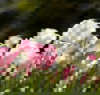 Floriade Reimagined - Kawana Tourism