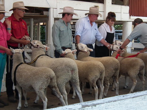 Glen Innes Pastoral And Agricultural Show - Kawana Tourism 2