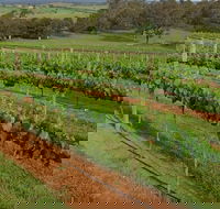 Razorback Ridge Wines Open Weekends - Kawana Tourism