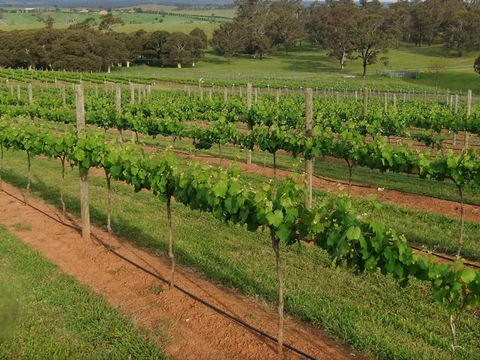 Razorback Ridge Wines Open Weekends - Kawana Tourism 0