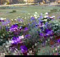 Riverina Iris Farm Open Garden and Iris Display - Kawana Tourism