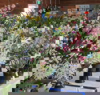 Sapphire Coast Orchid Club Spring Orchid Show - Kawana Tourism