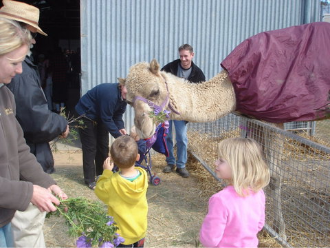 Wangaratta Show - Kawana Tourism 1