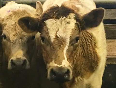 Wangaratta Show - Kawana Tourism 2