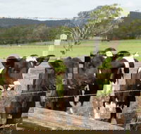 Bandon Grove Farm Tours - Kawana Tourism