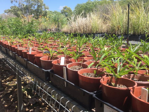Conservation Volunteers Australia Townsville - Ocean View Nursery - Kawana Tourism 2