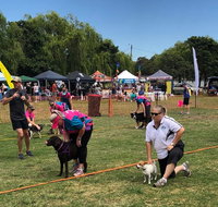 Dogs In the Park NSW St Ives - Kawana Tourism