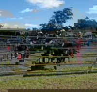 Dungog Team Penning - Kawana Tourism