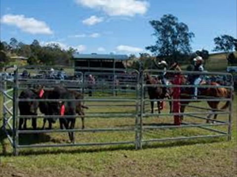 Dungog Team Penning - Kawana Tourism 0