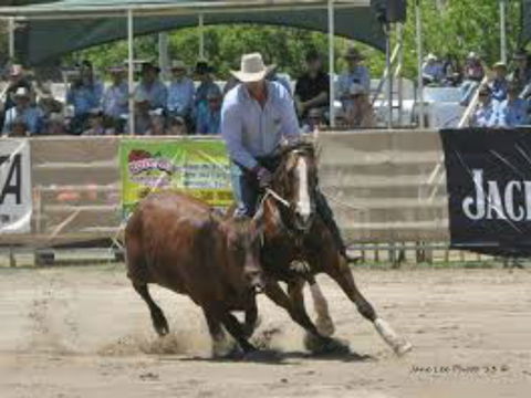 Dungog Team Penning - Kawana Tourism 1
