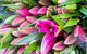 Harvest Launceston Community Farmers' Market - thumb 0