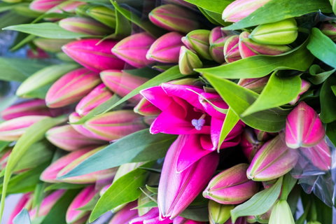 Harvest Launceston Community Farmers' Market - Kawana Tourism 0