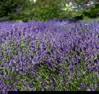 Lavender Herb and Chilli Festival - Kawana Tourism