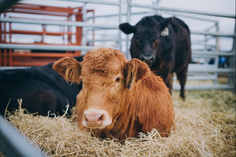 Mudgee Small Farm Field Days - Kawana Tourism 2