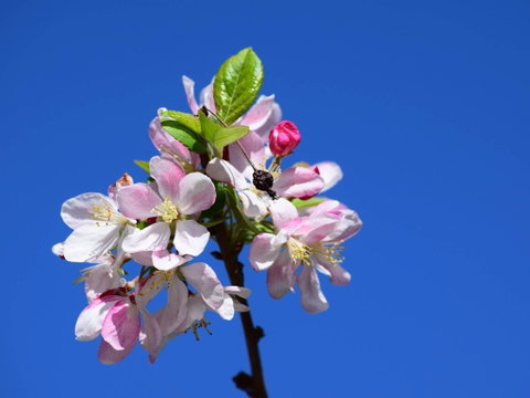 Spring Time At Hunter Valley Gardens - Kawana Tourism 0