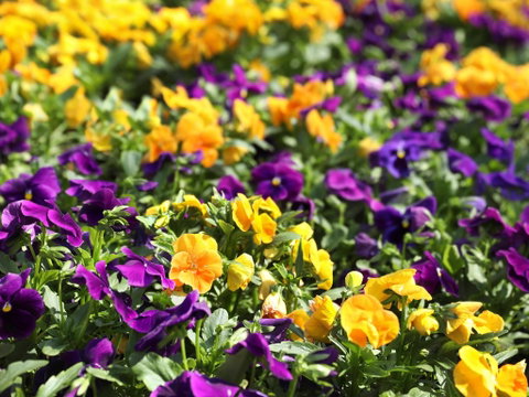 Spring Time At Hunter Valley Gardens - Kawana Tourism 2