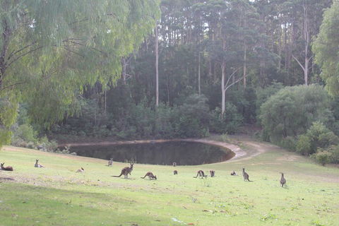 Marima Cottages - Kawana Tourism 7