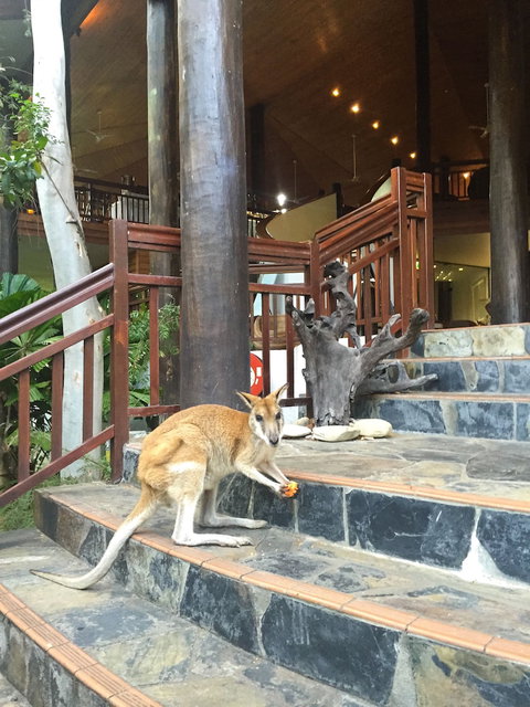 Thala Beach Nature Reserve - Kawana Tourism 2