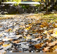 Cradle Forest Inn - Kawana Tourism