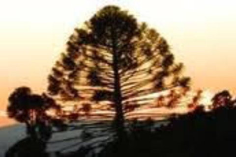 Bunya Mountains Accommodation Centre - Kawana Tourism 5