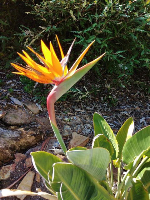 Blue Waters Holiday Cottages For 2 - Kawana Tourism 4