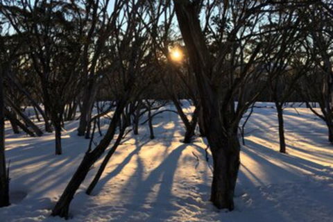 Cloud 9 Alpine Lodge - Kawana Tourism 1