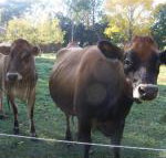 Drumreagh Bed  Breakfast Cabins - Kawana Tourism