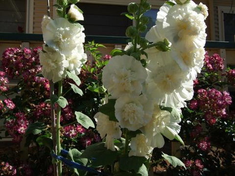 Nannup Riverview Cottage - Kawana Tourism 2