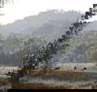 Dacelo - Kawana Tourism