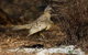 Broome Bird Observatory - thumb 7