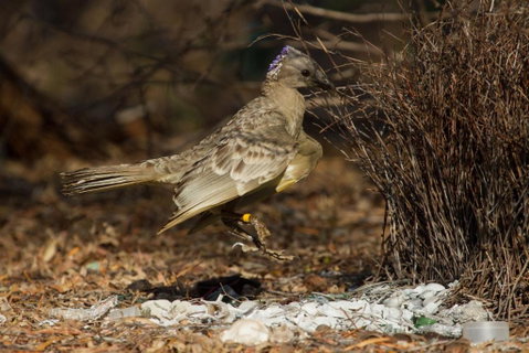 Broome Bird Observatory - Kawana Tourism 7