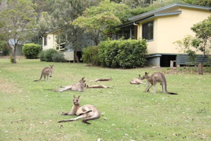 Depot Beach NSW Kawana Tourism