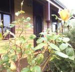 Albion Cottage - Kawana Tourism