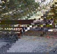 Grey Kangaroo- On Lake Jindabyne foreshore - Kawana Tourism