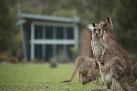 Bushland - Kawana Tourism 3