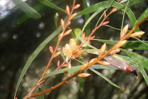 Heavenly Retreat - Kawana Tourism 5