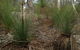 Echidna On Bruny - thumb 1