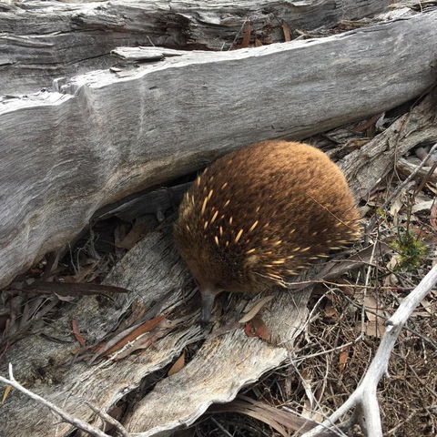 Echidna On Bruny - Kawana Tourism 2
