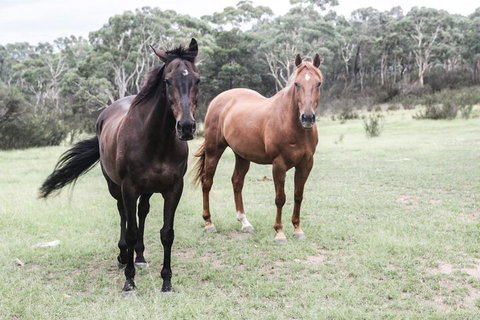 The Saddle Camp Tiny House Braidwood - Kawana Tourism 1