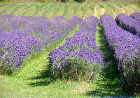 Chestnut Daylesford - Kawana Tourism 5