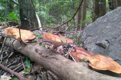 Ruah Rain Forest Retreat - Kawana Tourism 3
