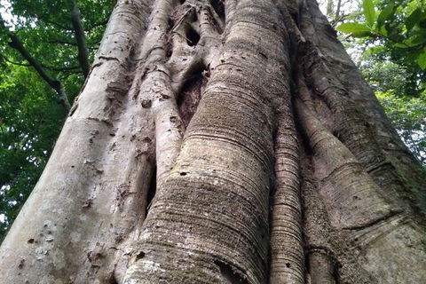 Ruah Rain Forest Retreat - Kawana Tourism 1