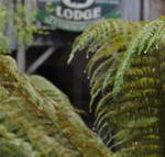 The Wombat Cottage - Kawana Tourism