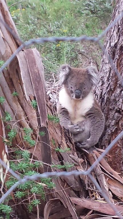 Stringybark Hills Retreat - Kawana Tourism 3