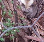 Stringybark Hills Retreat - Kawana Tourism