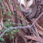Stringybark Hills Retreat - Kawana Tourism 0
