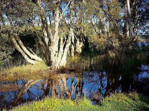 Wisteria Cottage On The Lagoon / Beach - Kawana Tourism 4