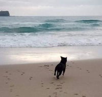 Breakers at Mudjimba Beach - Kawana Tourism
