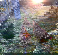 Bryn Glas Farm Stay - Kawana Tourism